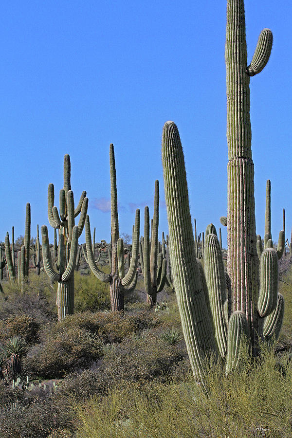 Saguaro Cactus At Four Peaks Digital Art by Tom Janca