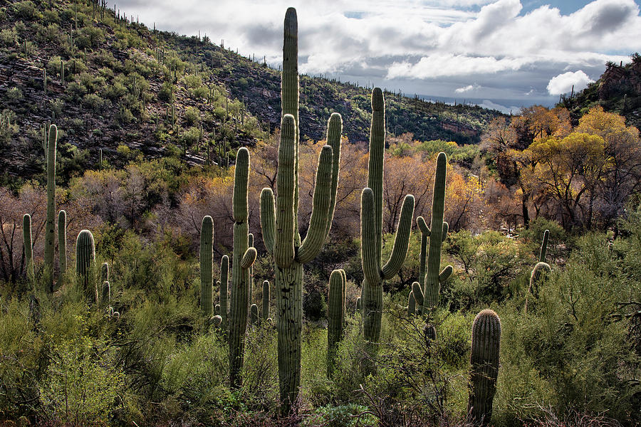 Saguaro Cactus at Sabino Canyon Arizona Photograph by Dave Dilli