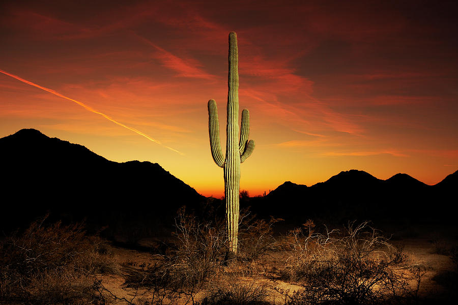 Saguaro Cactus At Sunset Photograph by Chris Rady