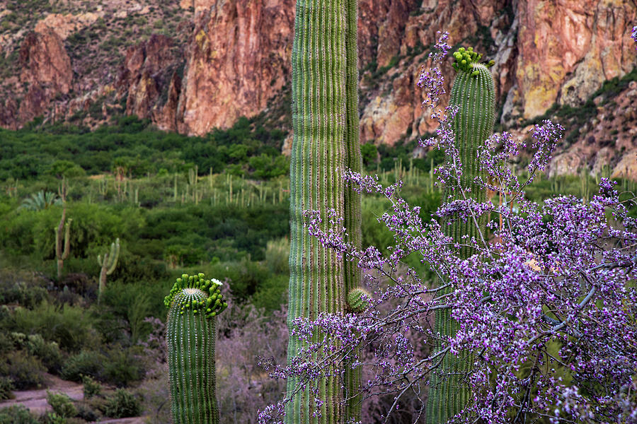 Saguaro Cactus Blooms and Ironwood close up Photograph by Dave Dilli