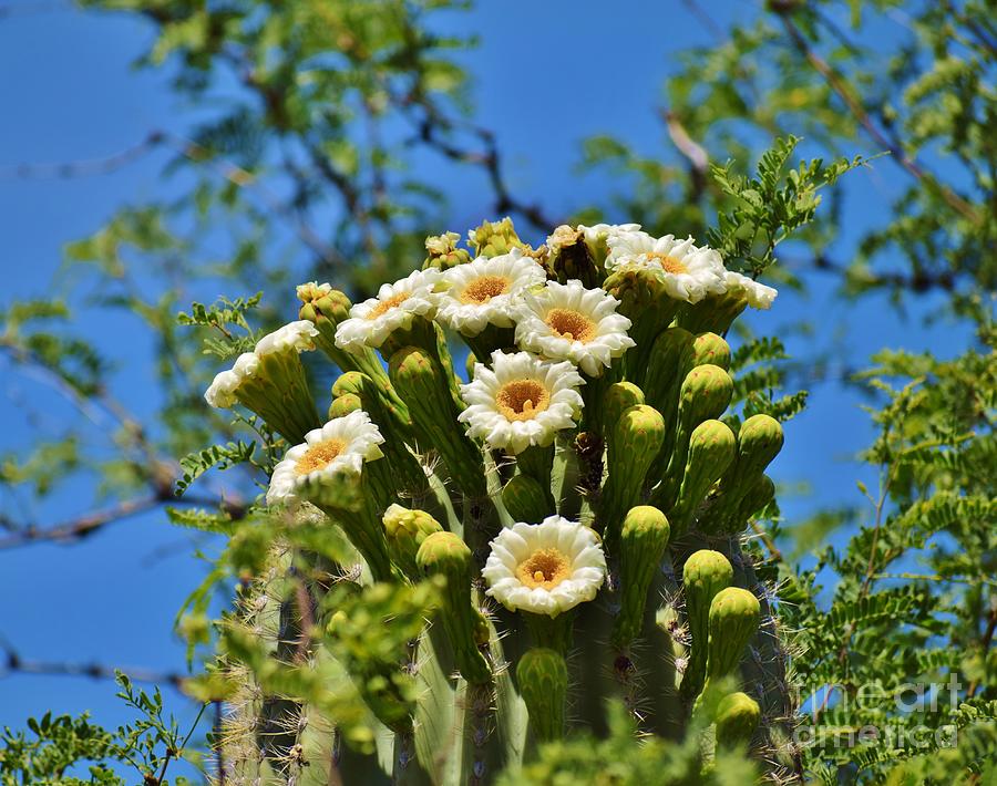 Saguaro Cactus Bouquet Photograph by Janet Marie
