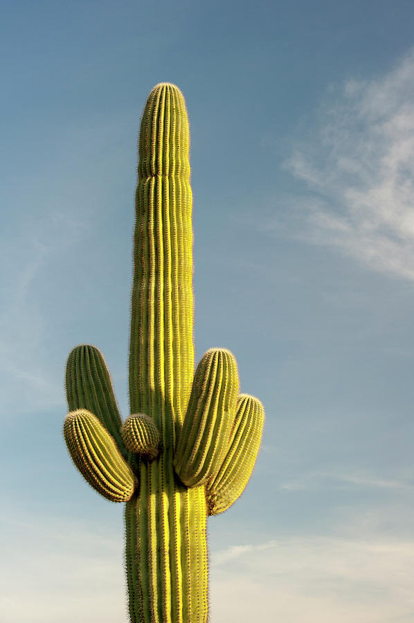 Saguaro Cactus Photograph by Brian Stablyk