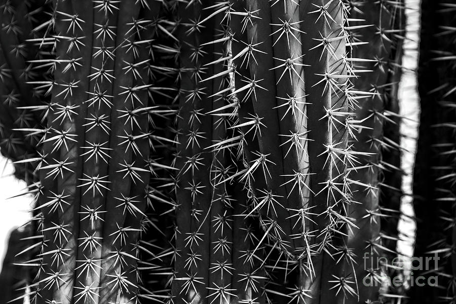 Saguaro Cactus BW 1 Photograph by Edward Fielding
