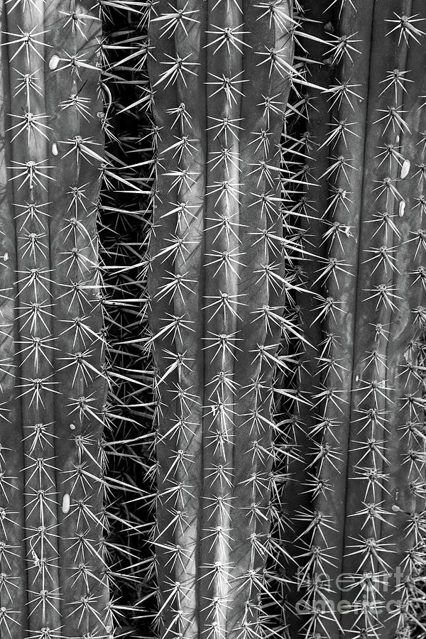 Saguaro Cactus Bw 2 Photograph by Edward Fielding