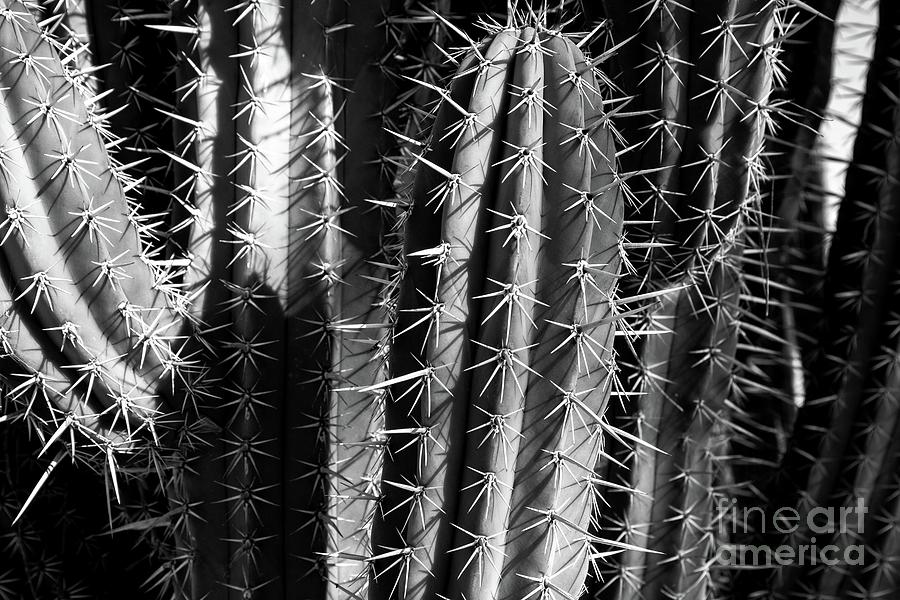 Saguaro Cactus BW 3 Photograph by Edward Fielding