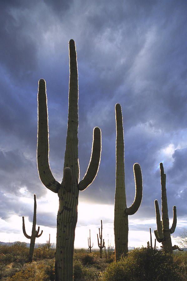 Saguaro Cactus, Carnegiea Gigantea Photograph by Adam Jones