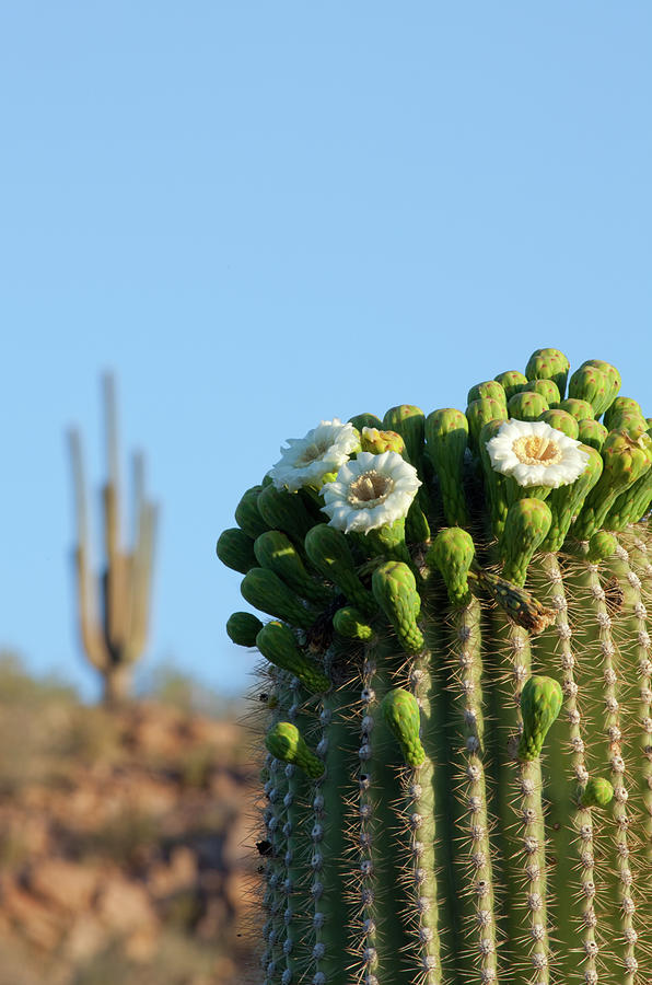 Saguaro Cactus Flowers Photograph by Kencanning