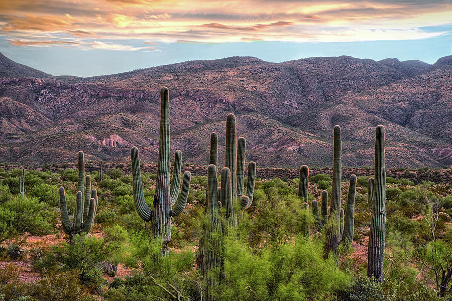 Saguaro Cactus forest at sunset Photograph by Dave Dilli