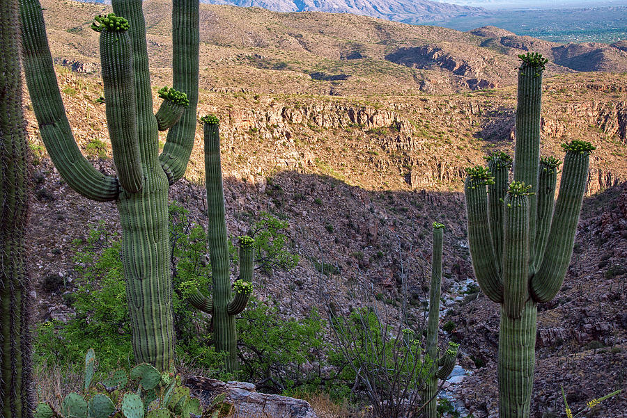 Saguaro Cactus Hillside Photograph by Dave Dilli