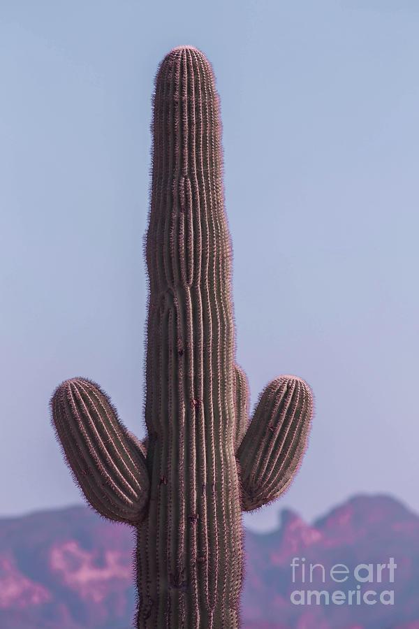 Saguaro Cactus In The Arizona Desert Sunset Photograph by Edward Fielding