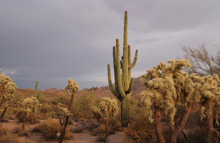 Saguaro Cactus In The Desert Photograph by Steve Lewis Stock Saguaro Cactus In The Desert Photograph by Steve Lewis Stock