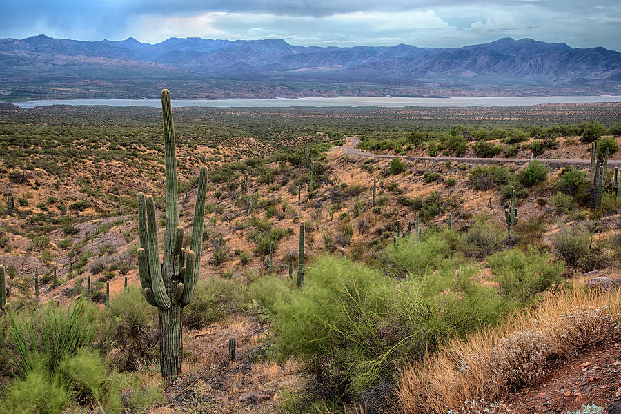 Saguaro Cactus Landscape Photograph by Dave Dilli