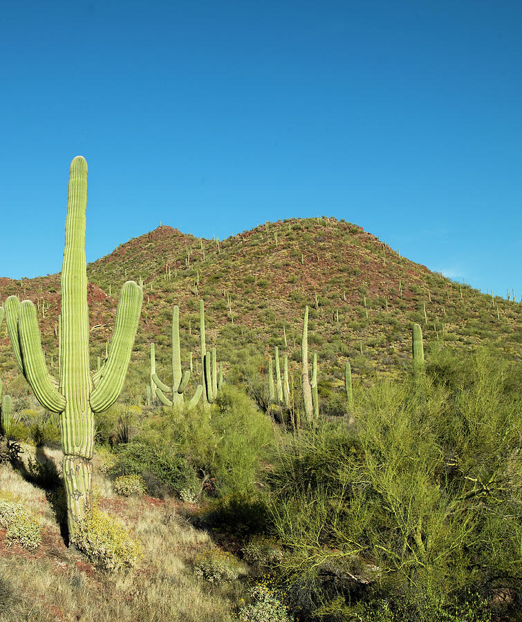 Tucson Painting - Saguaro Cactus near Tucson, Arizona by Carol Highsmith