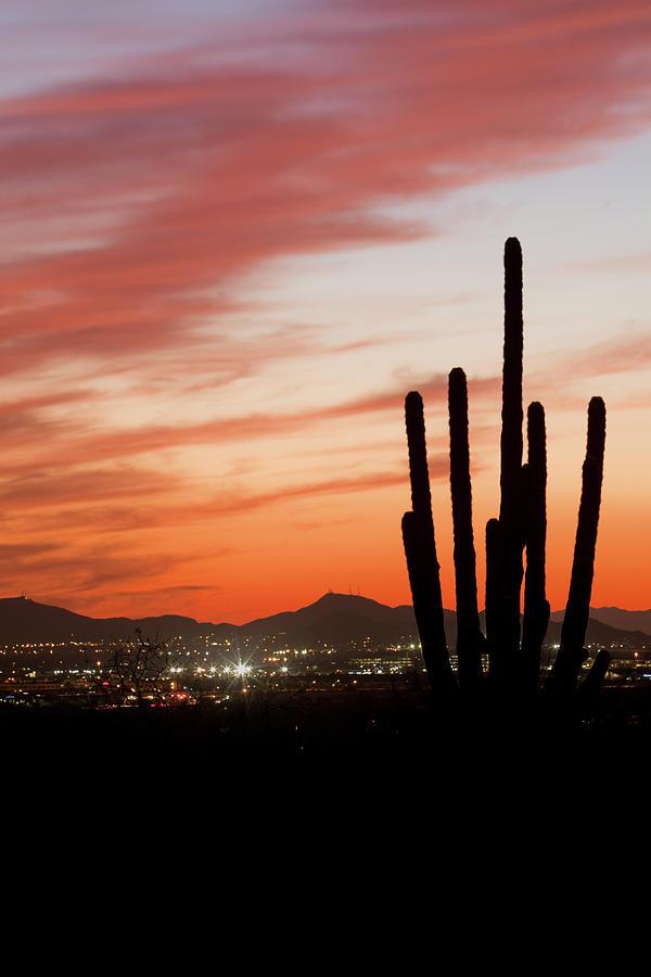 Saguaro Cactus Silhouette At Dusk Photograph by Dougbennett