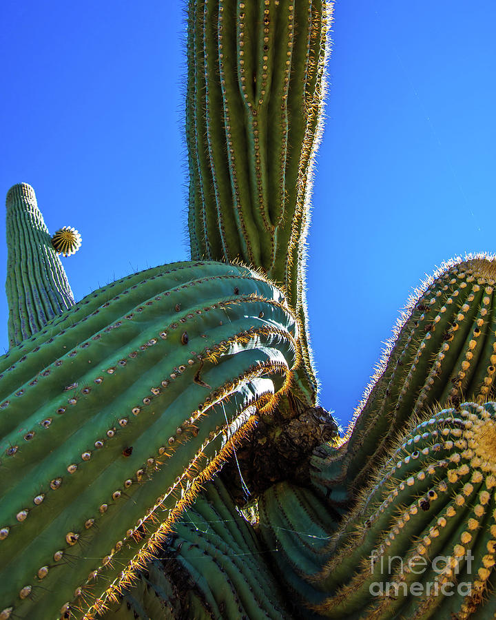 Saguaro Cactus Photograph by Stephen Whalen - Fine Art America