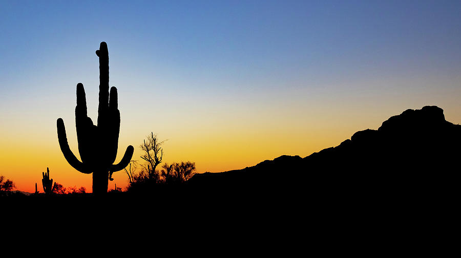 Saguaro Cactus Sunset #1 Photograph by Mindy Musick King - Fine Art America