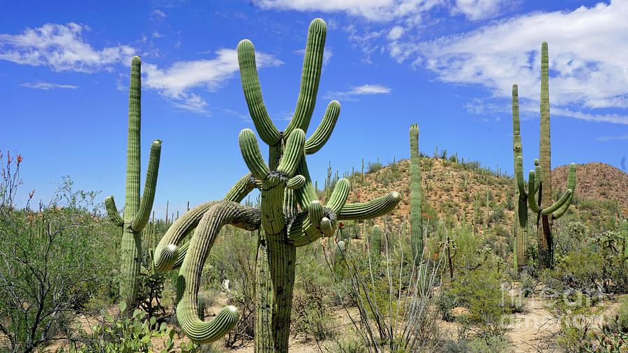 Saguaro National Park Photograph - Saguaro Cactus by Tony Craddock/science Photo Library