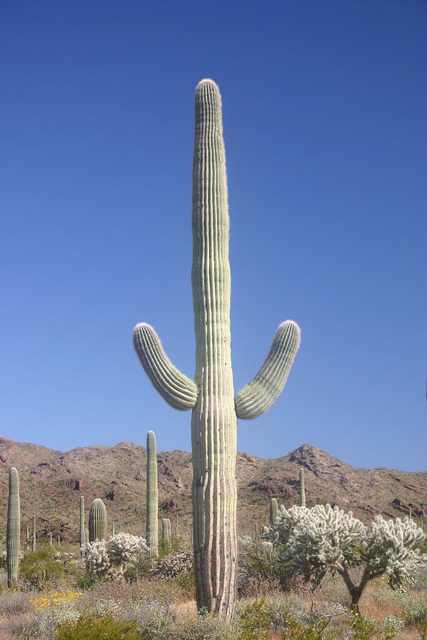 Saguaro Cactus Photograph by Trait2lumiere