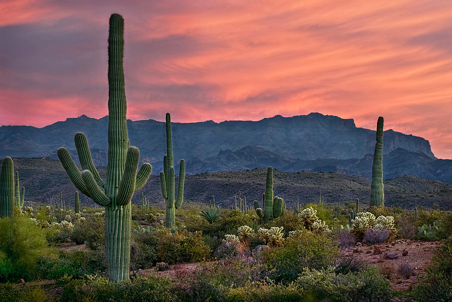 Mountain Photograph - Saguaro Cactus with Arizona Sunset by Dave Dilli