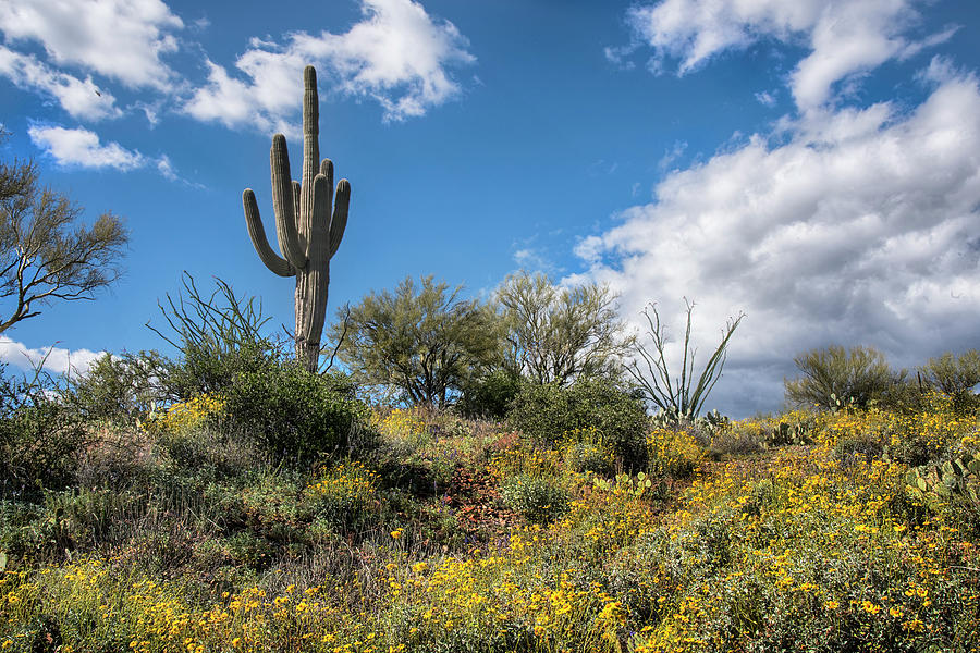 Saguaro Cactus with blooming yellow brittlebush Photograph by Dave Dilli