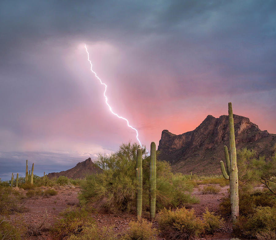 Saguaro (carnegiea Gigantea) Cacti With Lightning Over Peak In Desert, Picacho Peak State Park, Arizona Photograph by Tim Fitzharris