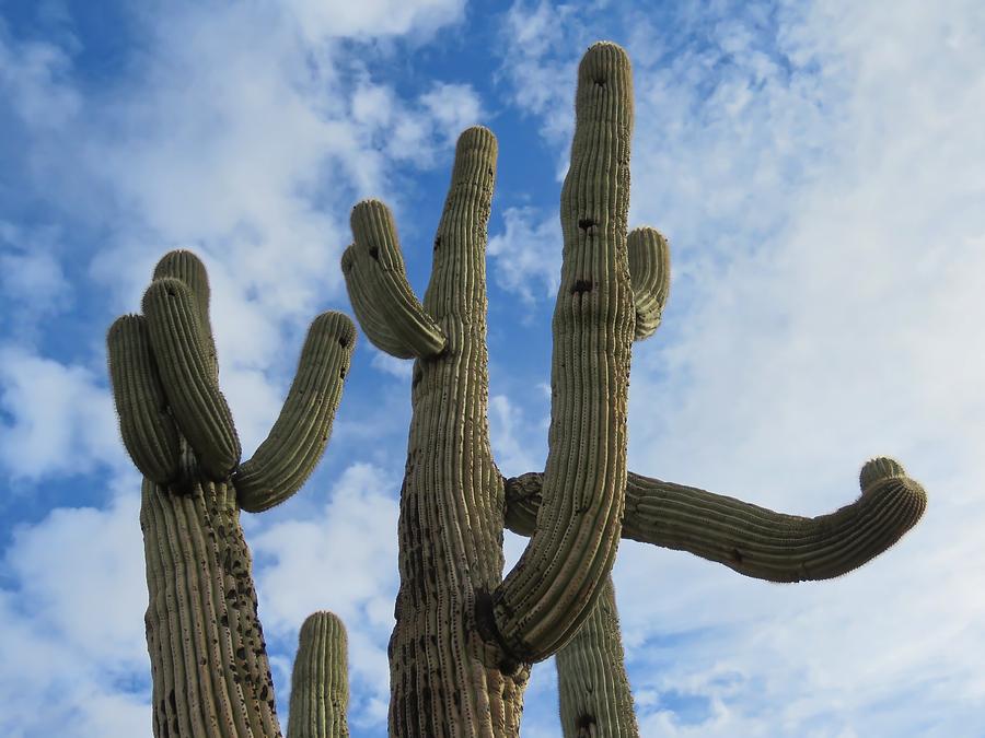 Saguaro Clique Photograph by Judy Kennedy