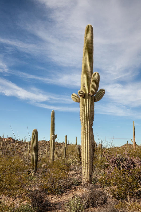 Saguaro Evening Sentry by Lon Dittrick Saguaro Evening Sentry by Lon Dittrick