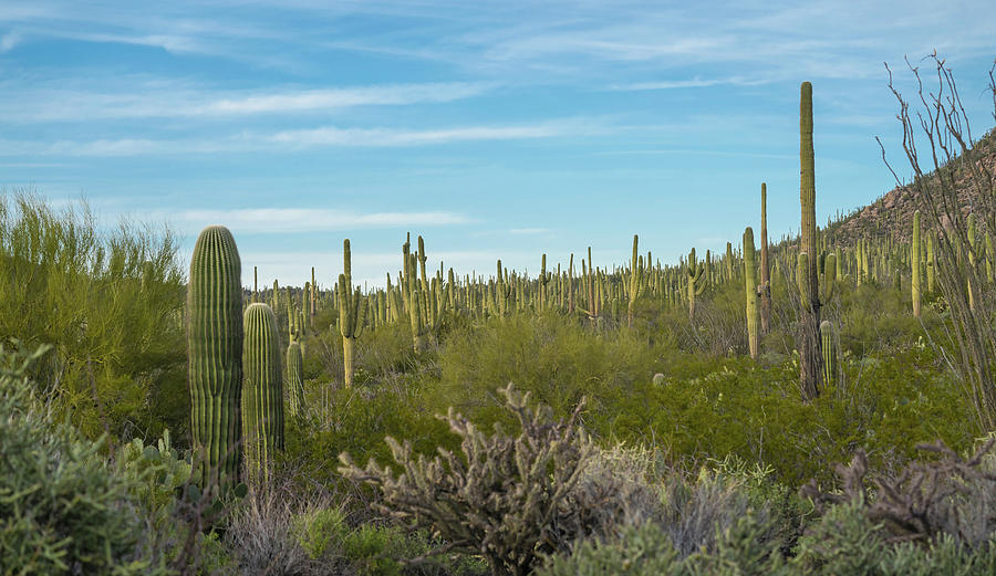 Saguaro Forest, Arizona Photograph by Michael Lustbader