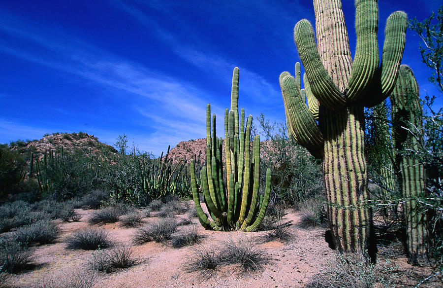 deathspank cactus forest