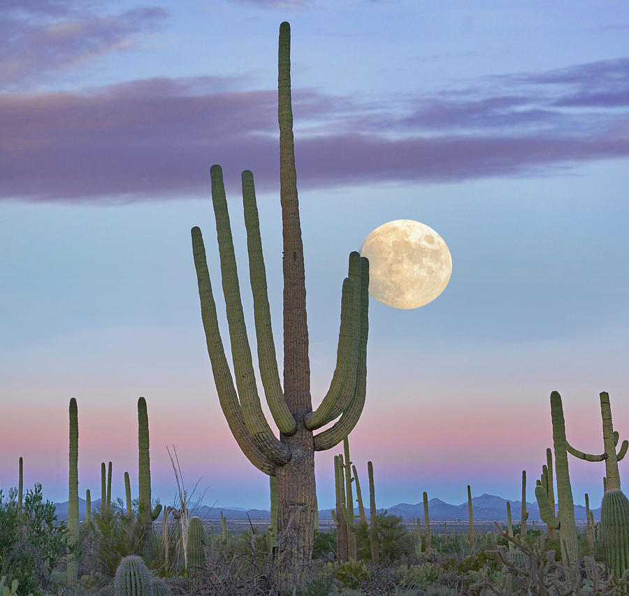 Saguaro Full Moon Photograph by Tim Fitzharris