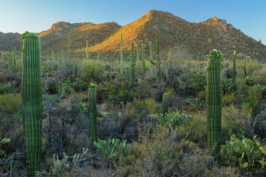 Desert Digital Art - Saguaro Garden by Heeb Photos
