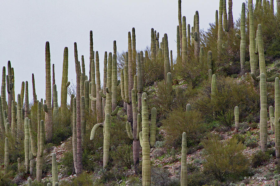 Saguaro Hill In The Superstitions Digital Art by Tom Janca