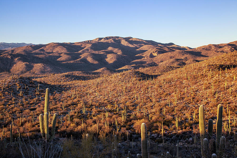 Saguaro Hills by Lon Dittrick Saguaro Hills by Lon Dittrick