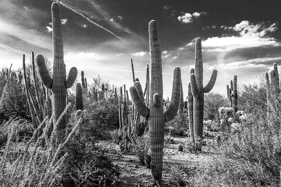 Saguaro in Black and White 2 Photograph by William Carson Jr - Fine Art ...