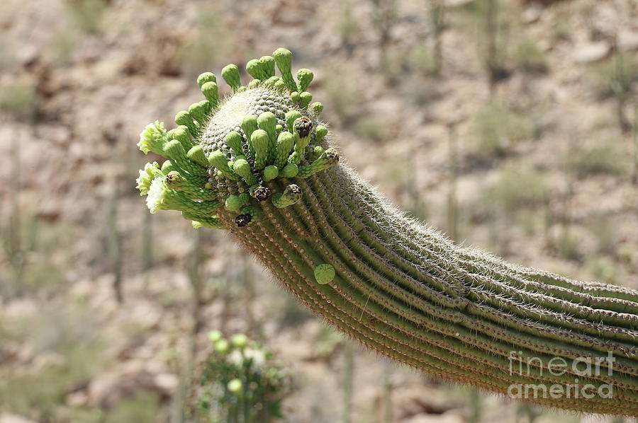 Saguaro National Park Photograph - Saguaro In Bloom by Christiane Schulze Art And Photography