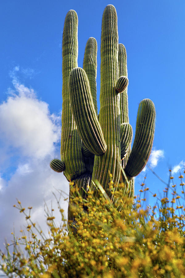 Saguaro Photograph by Mitch Cat