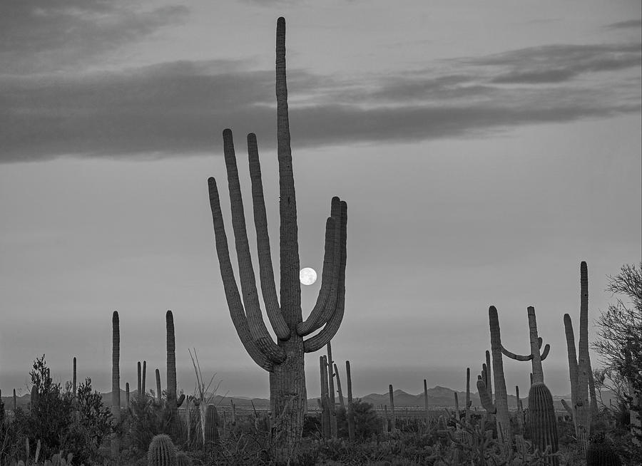 Saguaro Moon, Arizona Photograph by Tim Fitzharris