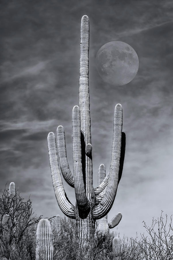 Saguaro Moon m1134 Photograph by Mark Myhaver