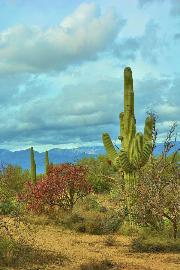 forests in tucson lost to time