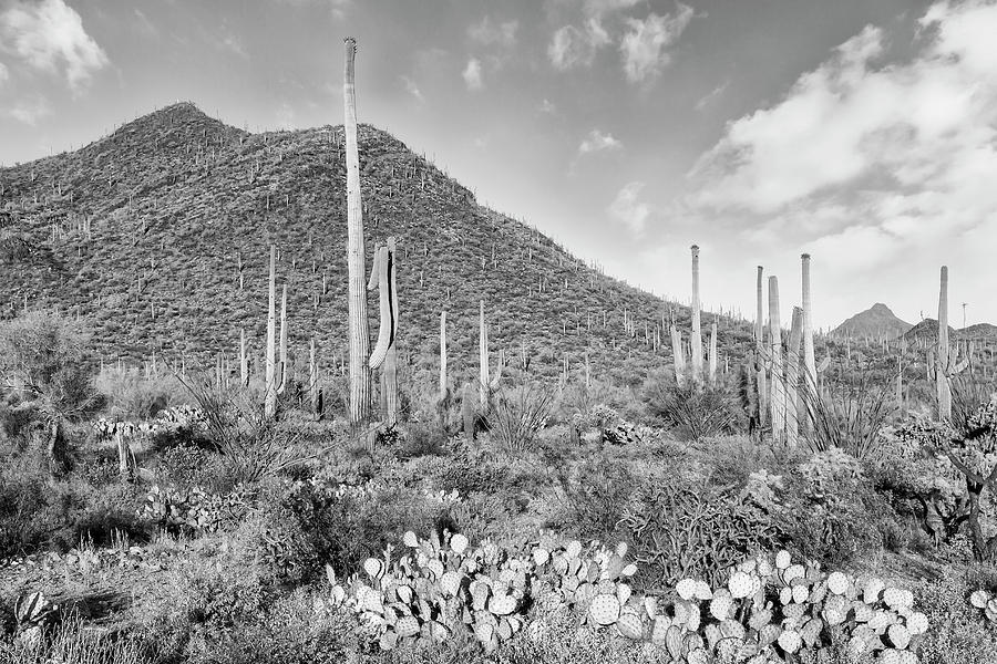 SAGUARO NATIONAL PARK Desert Scenery - monochrome Photograph by Melanie ...