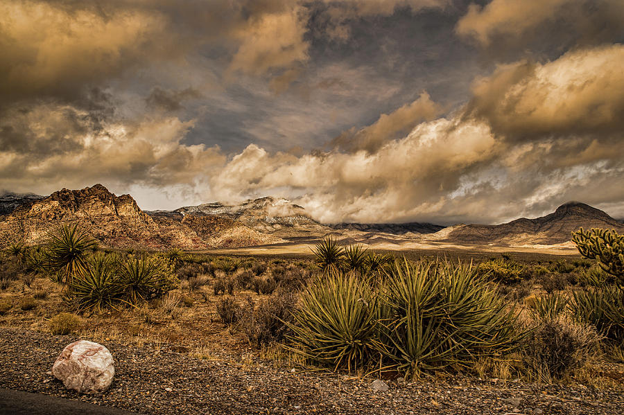 Saguaro National Park Photograph by Joe Granita