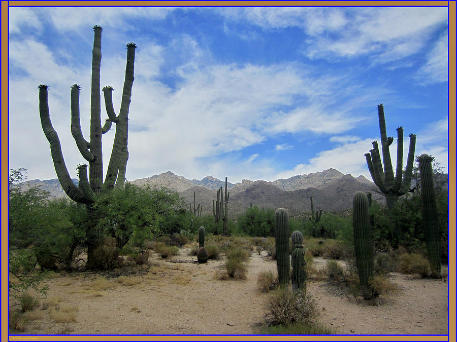 Nature Photograph - Saguaro National Park by Artist Laurence