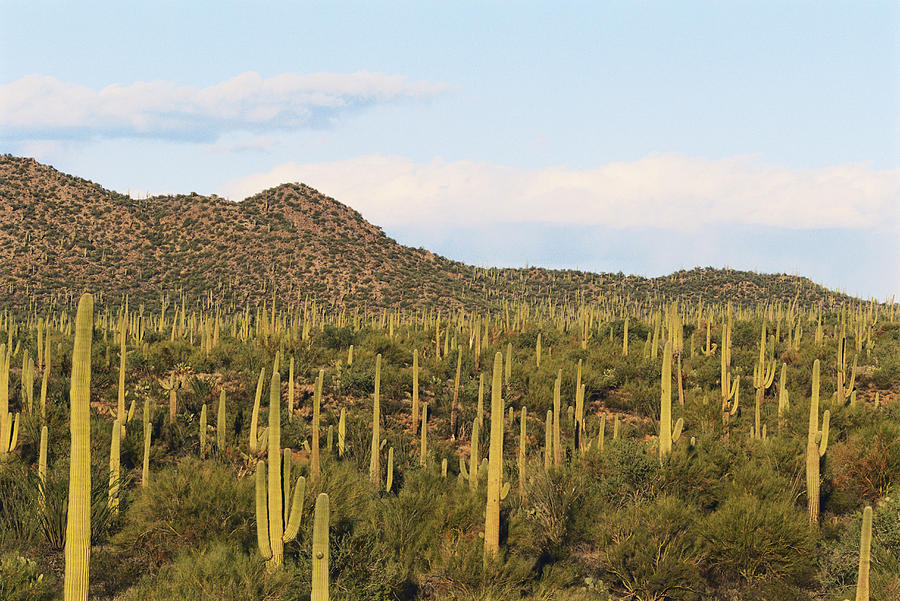 Saguaro National Park Photograph by Michael Lustbader