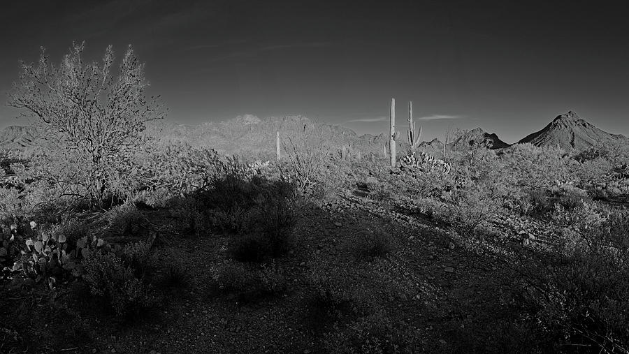 Saguaro National Park West black and white panorama  Photograph by Chance Kafka