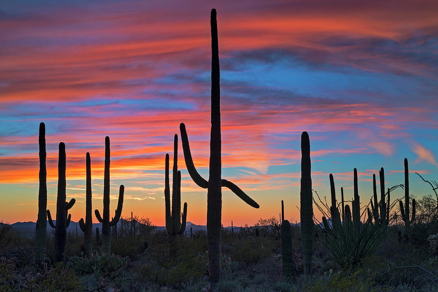 Saguaro Natl Park Near Tucson, Az Digital Art by Bernd Grundmann