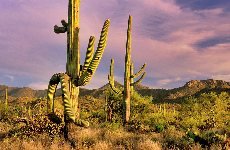 Saguaro Natl Park West, Tucson, Az Digital Art by Heeb Photos