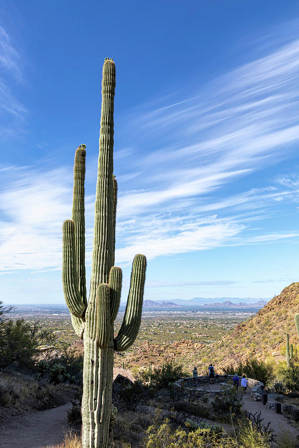Saguaro Over Phoenix Photograph by Mark Harrington