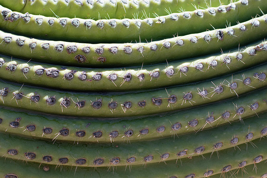 Saguaro Pleats Photograph by Melisa Elliott