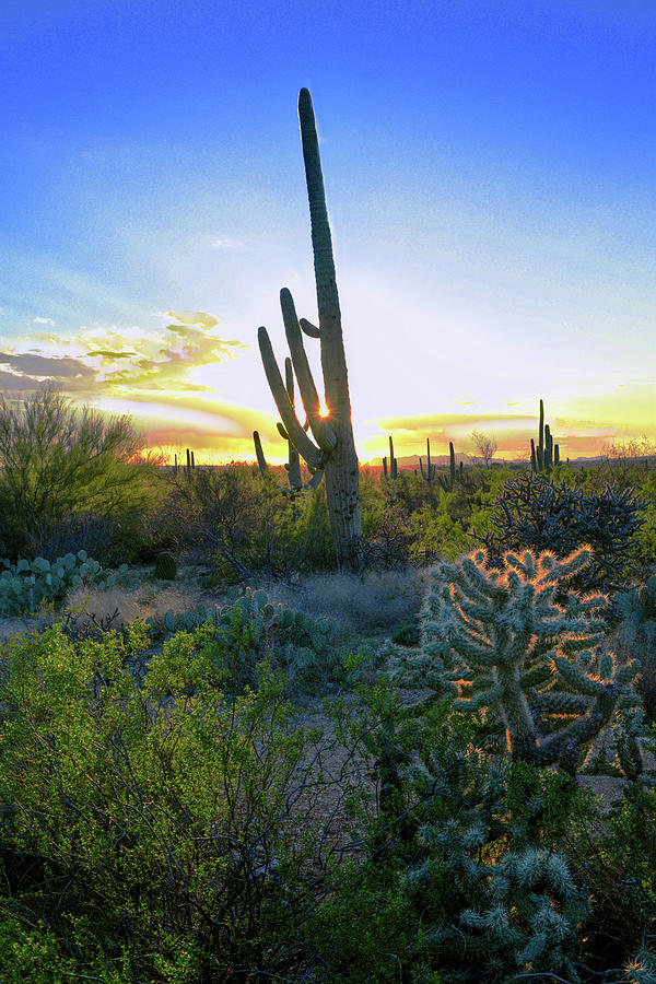 Saguaro Radiance Photograph by Chance Kafka