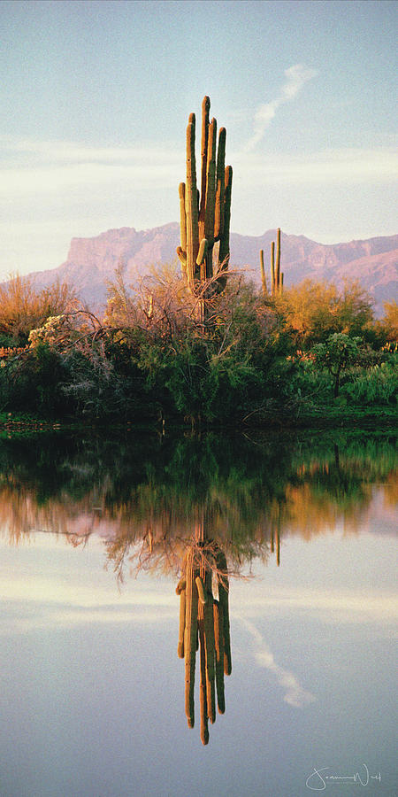 Saguaro Reflection Pano Photograph by Joanne West